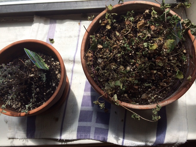 Two pot plants with dead herbs