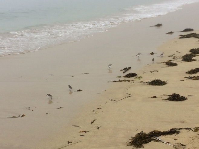 Small birds on sand beach