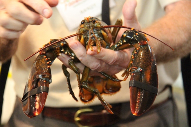 Lobster in mans hands
