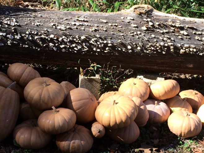 Pumpkins and fungus