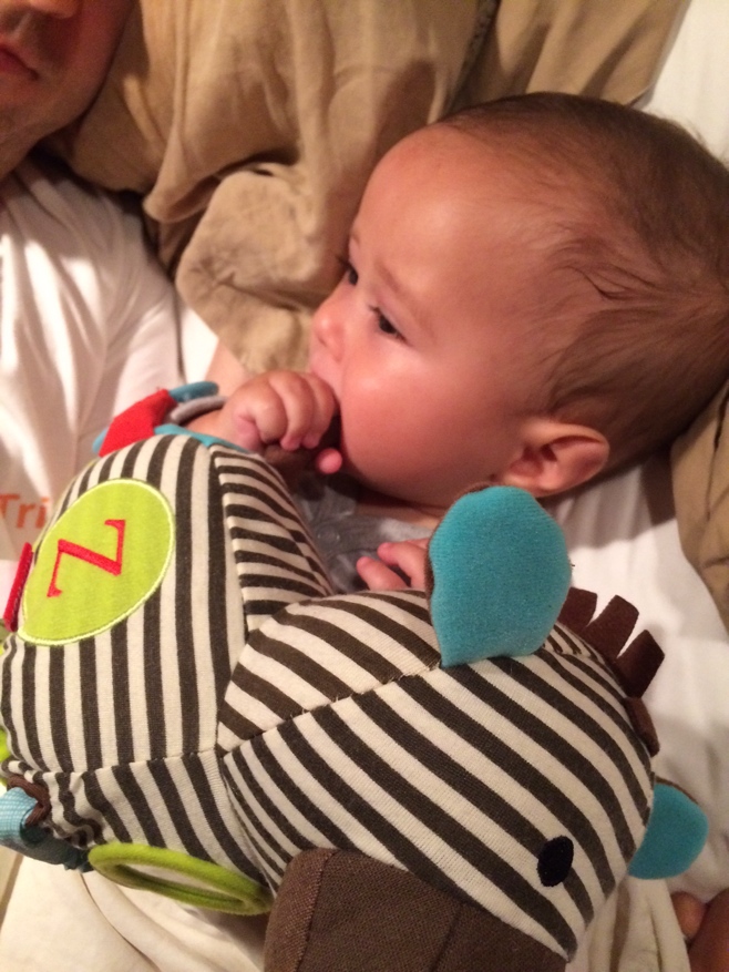 Baby chewing on zebra