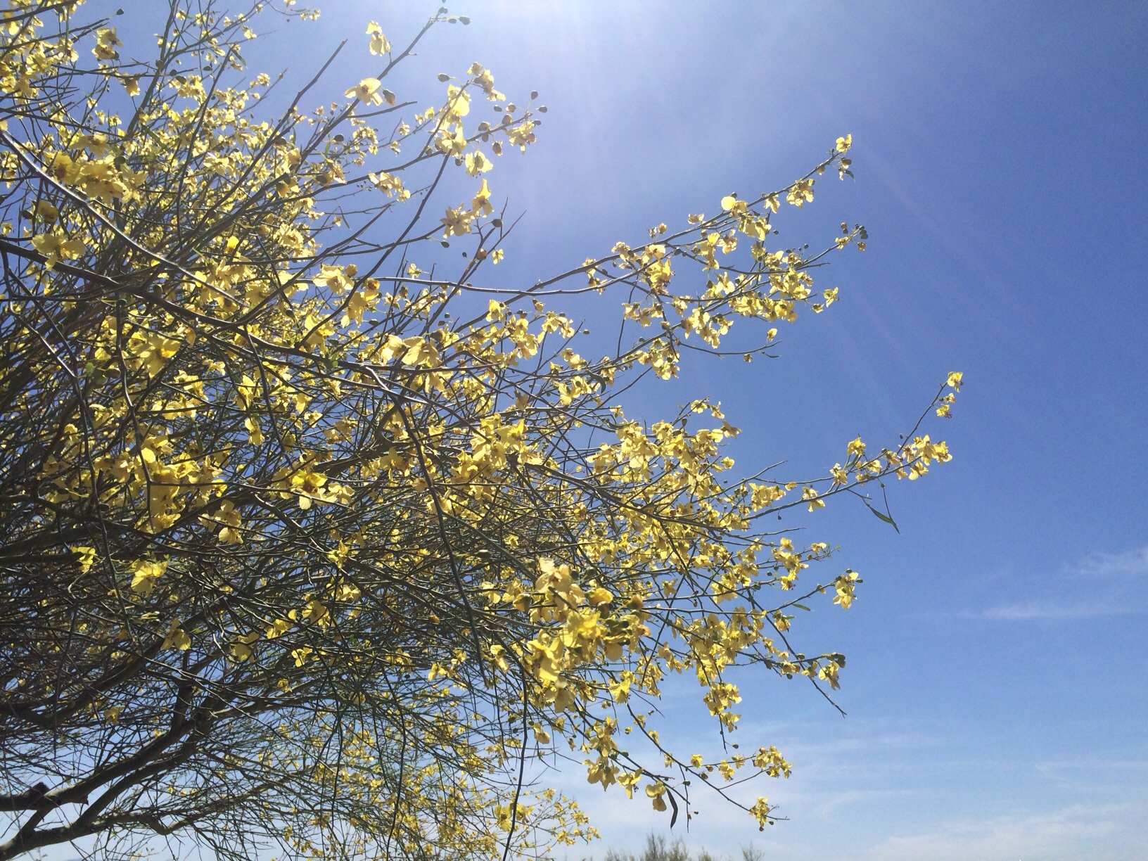 Yellow desert trees