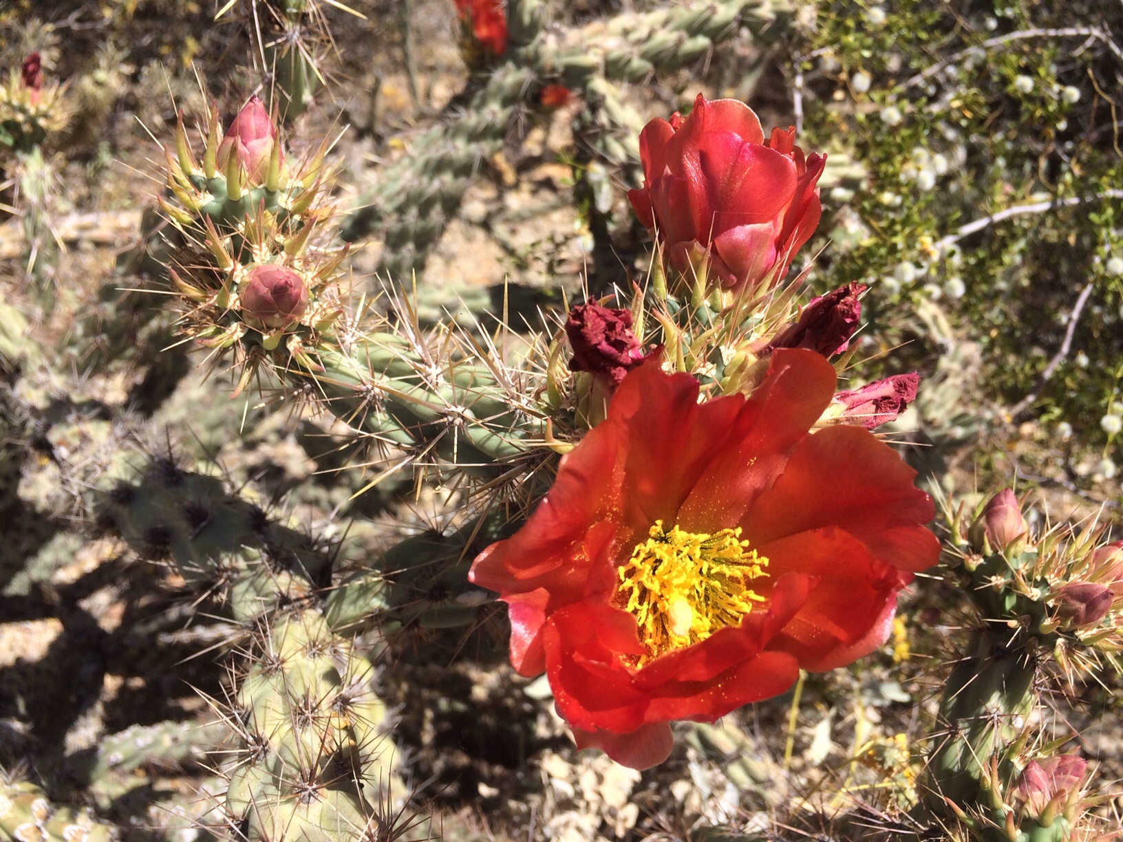 Red flowering cacti