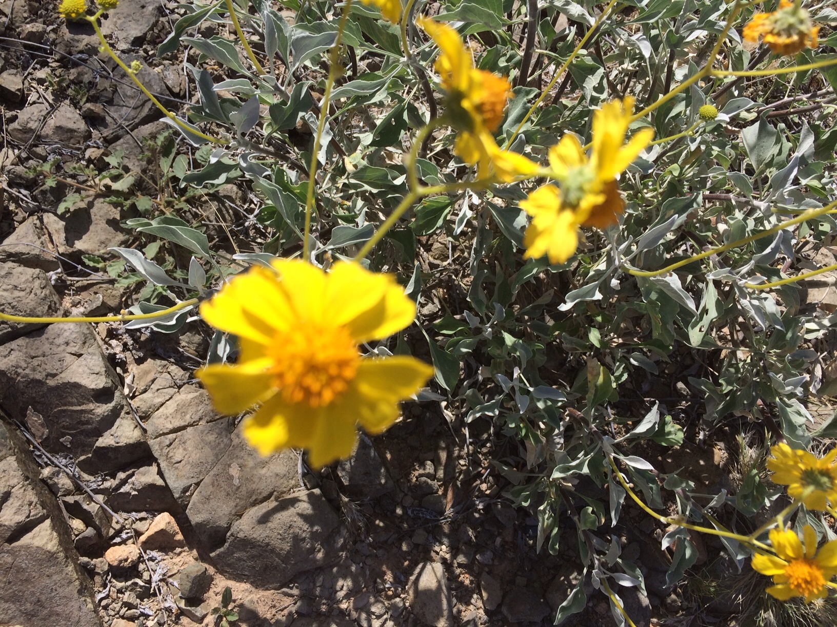 Yellow desert wildflower