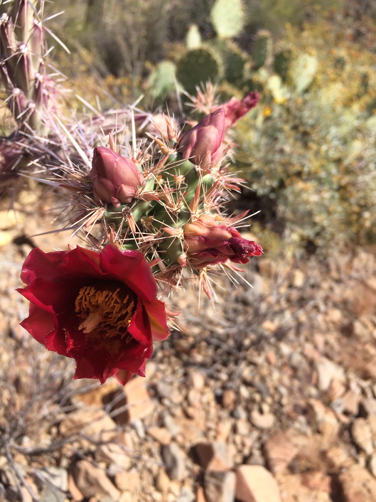 Red flowering cactus