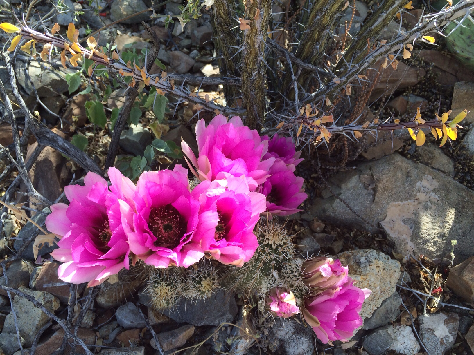 Pink desert flowers