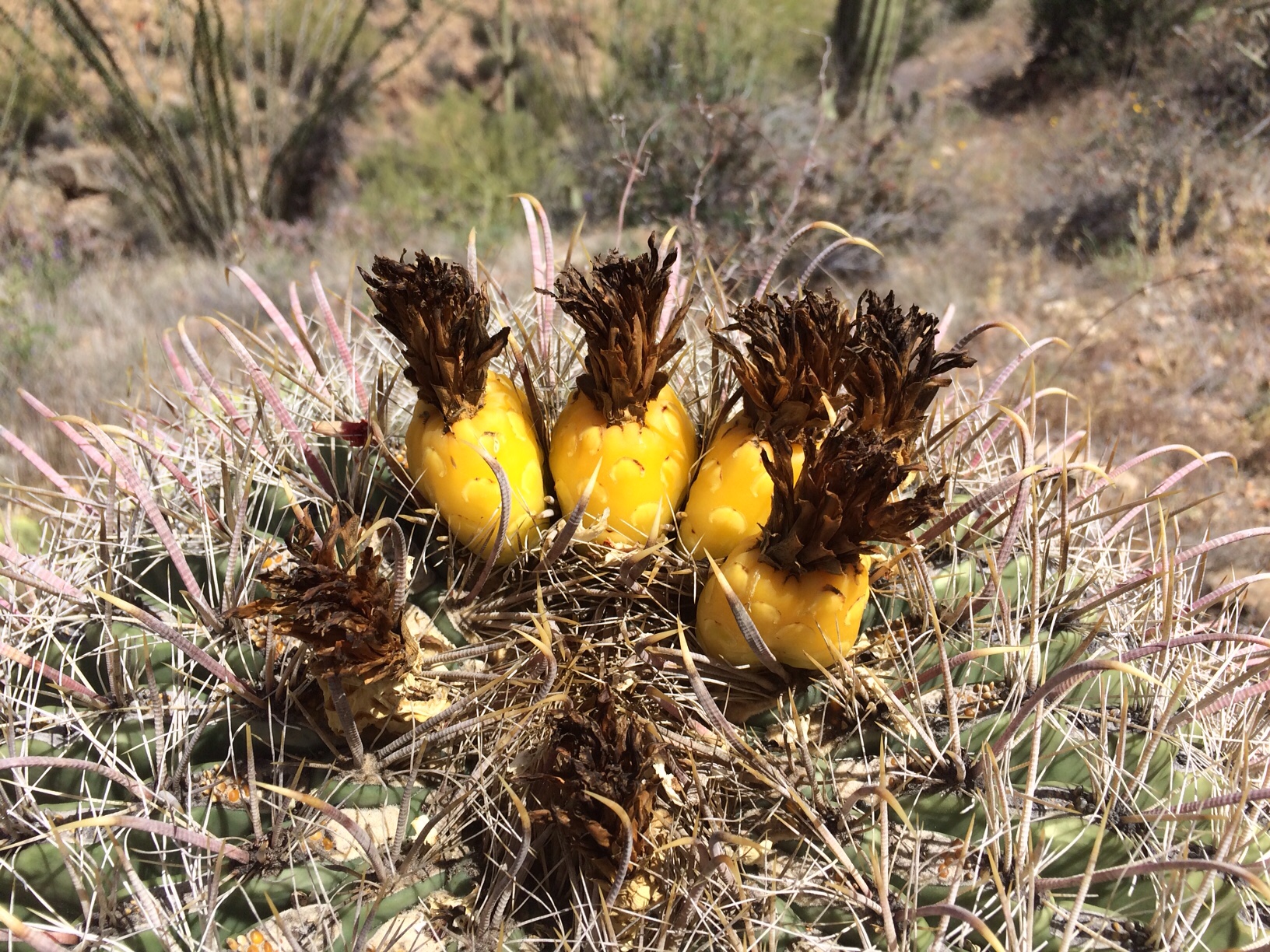 Pineapple cactus