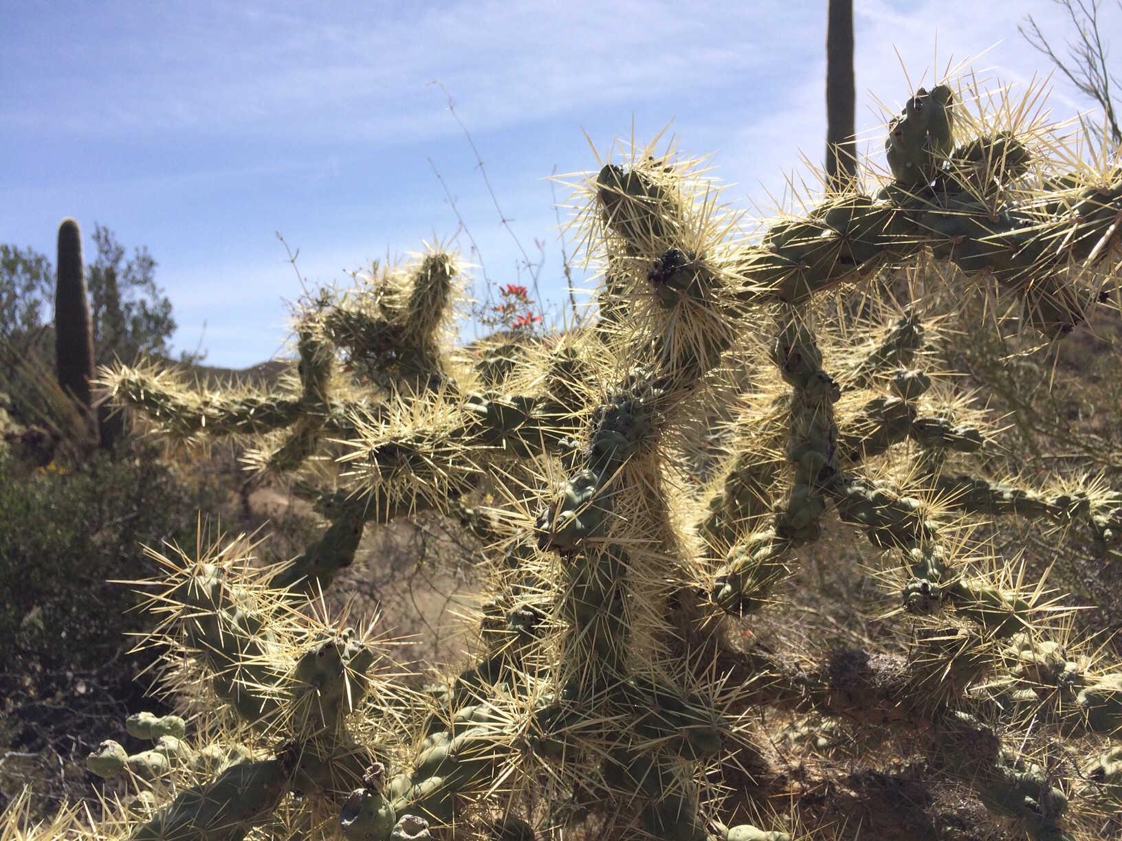 Hairy cactus
