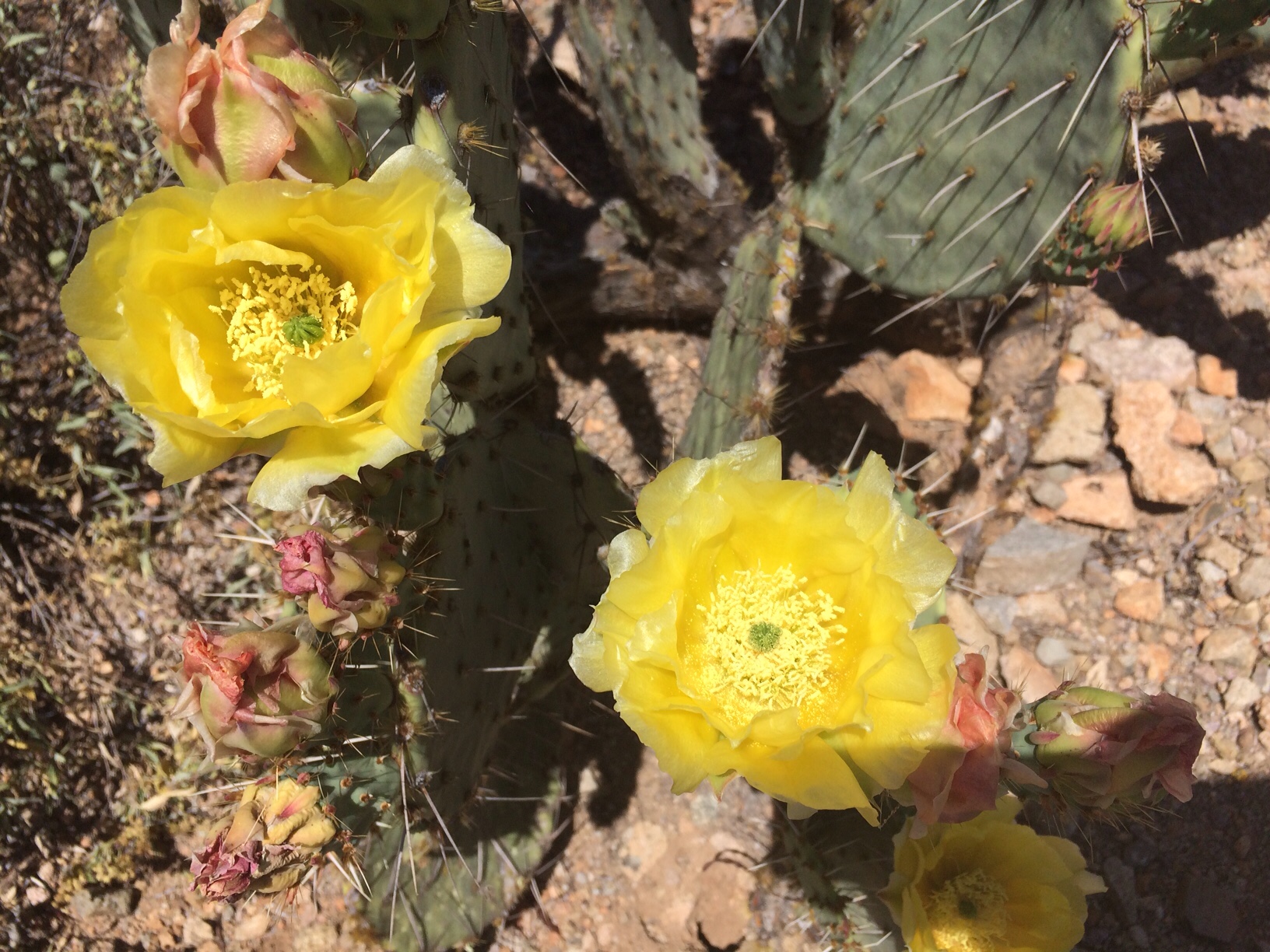 Prickly pear flowers